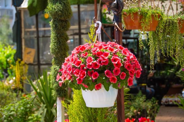Hanging Planter Installation in Providence