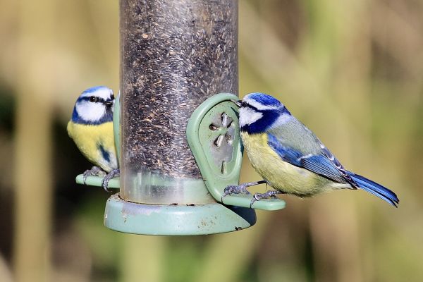 Bird Feeder Mounting Service in Providence