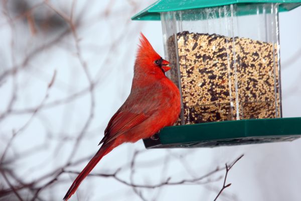 Bird Feeder Hanging in Providence