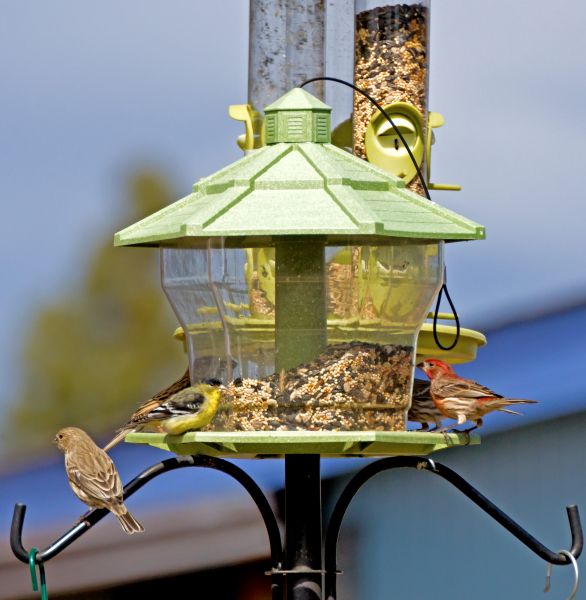 Bird Feeder Installation in Providence